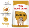 Bulldog Inglés Adult